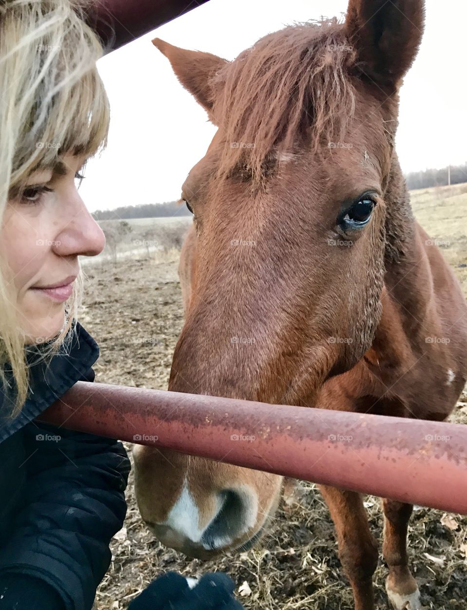 Winter stories, winter, stories, caring, horse, gate, woman, cold, hair, blond, windy, windy, rust, frozen, brown, grass, fur, eyes, ears, mammal, human, beautiful, profile, side view, day, daylight, overcast, gray