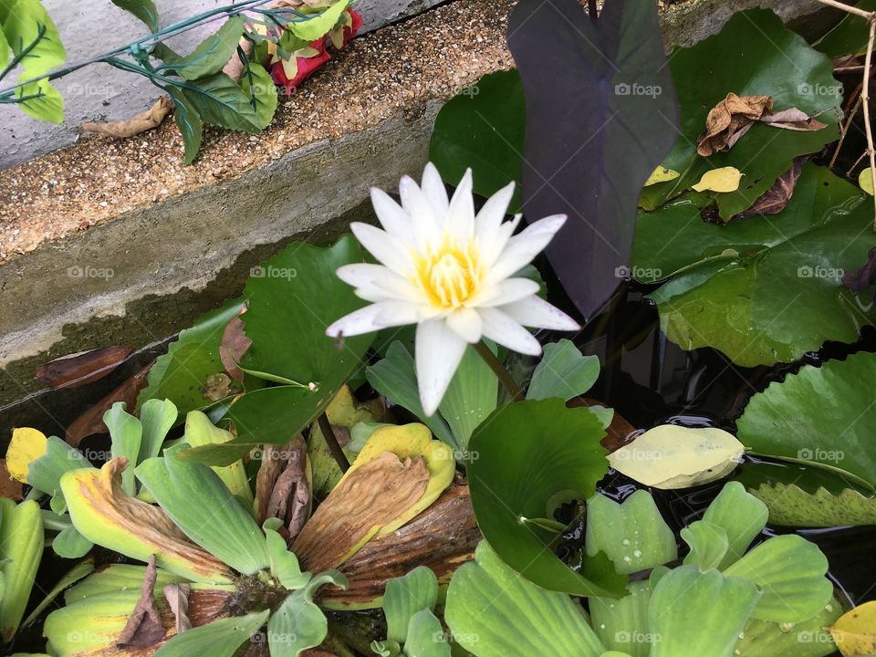 White lotus