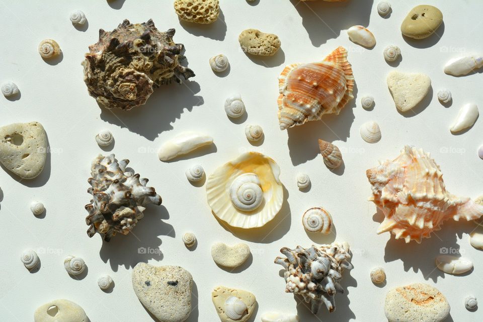 Seashell, Shell, Collection, Snail, Conch