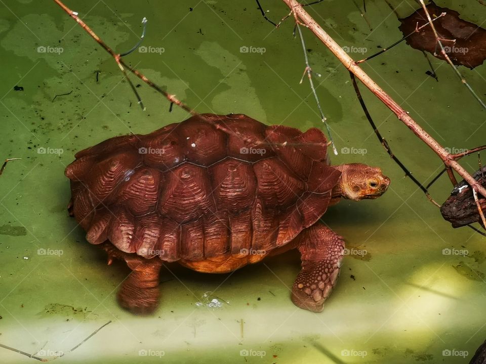 Turtle