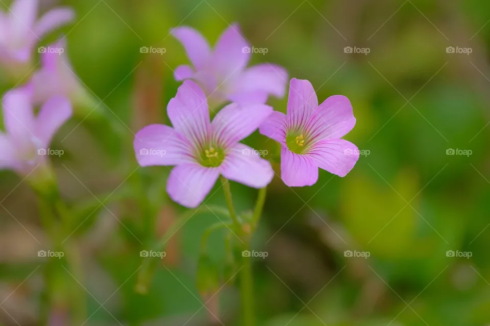 pink flower