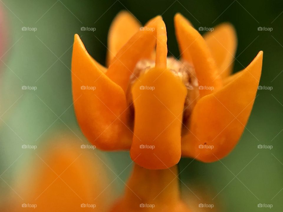 Flowers Goldish Orange Center