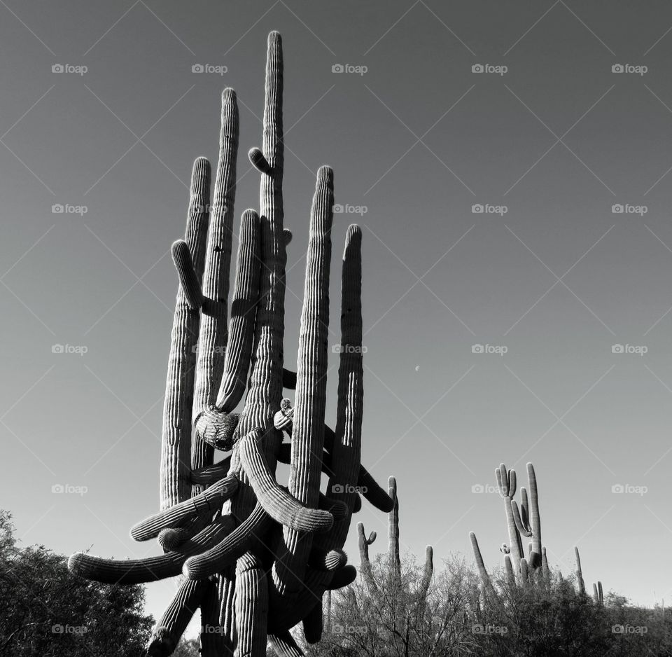 Black and White Cactus at Spur Cross Trail in Cave Creek, Arizona