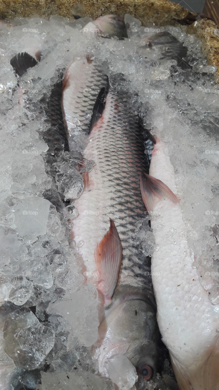 Fish ready to be sold in fish market