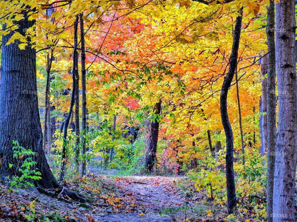 Fall hike in the woods in Indiana. 