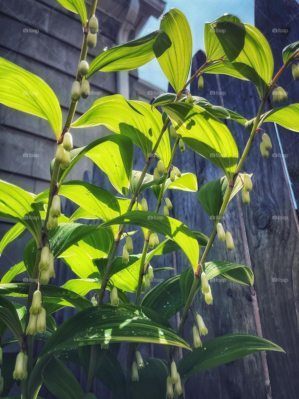 Solomons Seal in my garden 