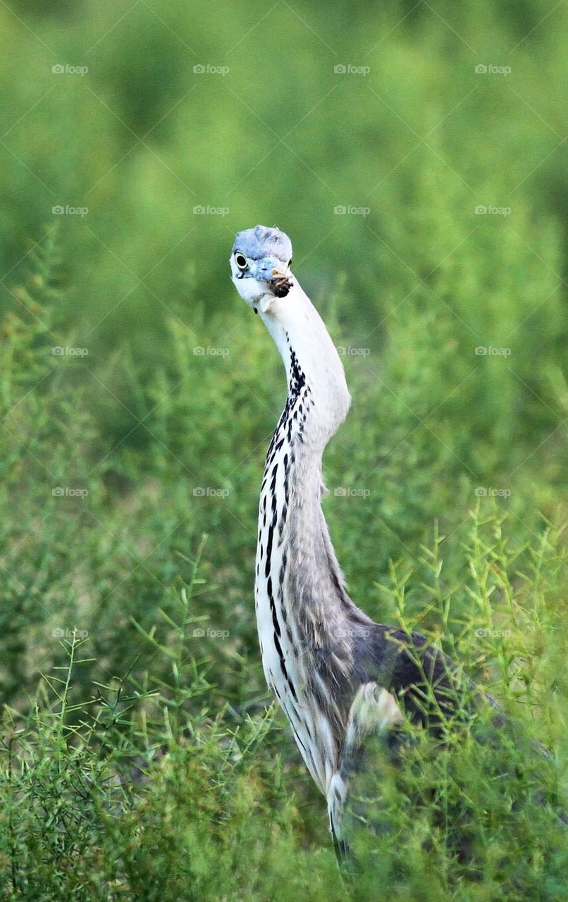 Gray heron sees you