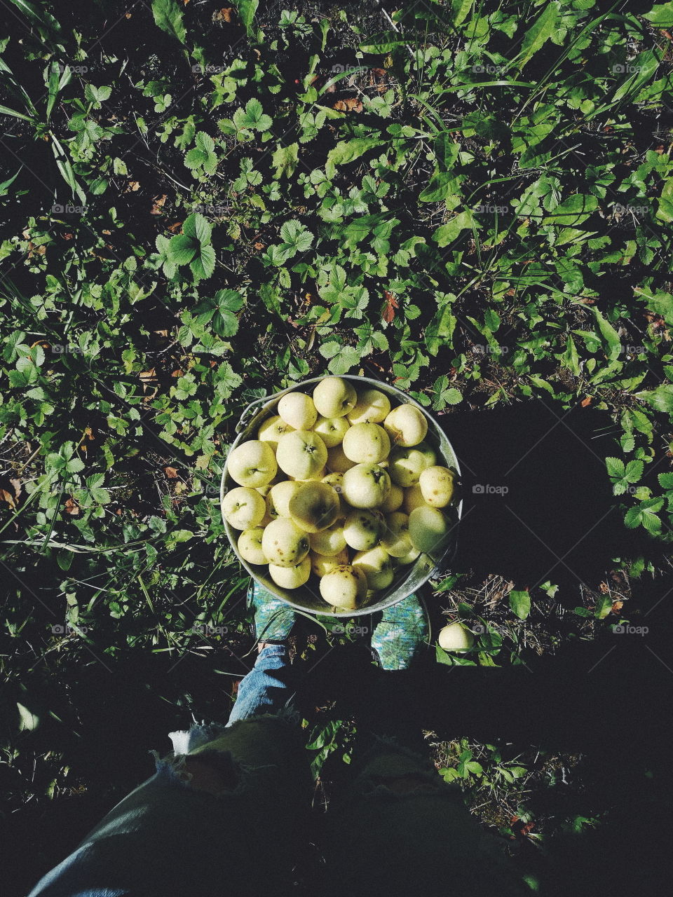 time to pick some organic apples