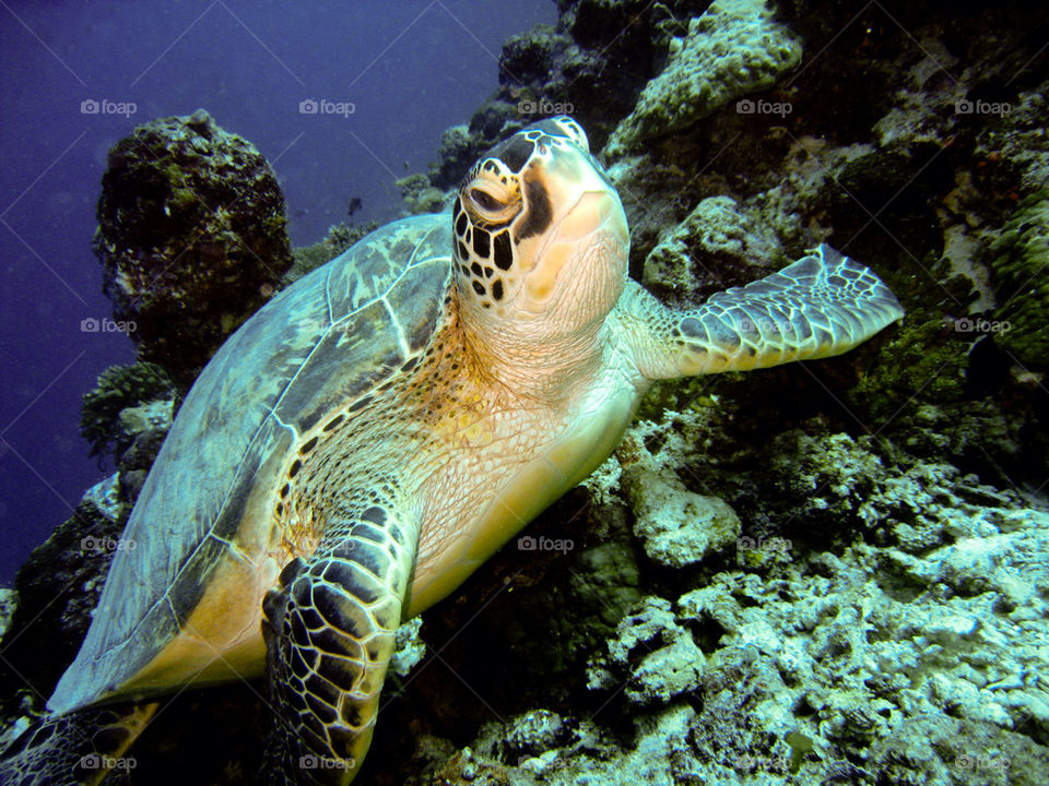 Sea turtle.