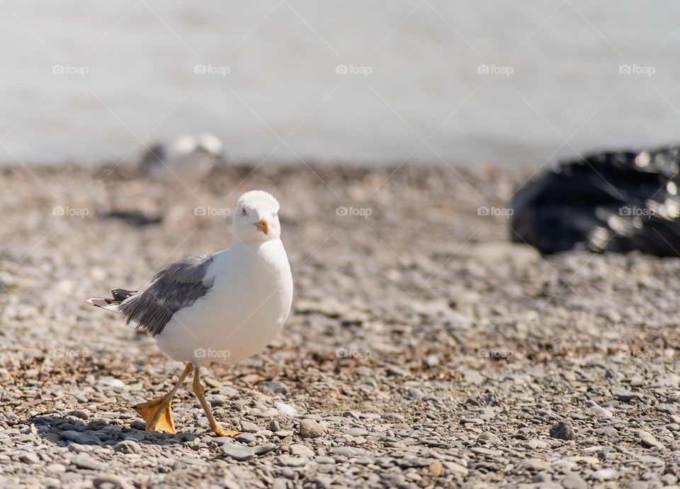 seagulls on the beach