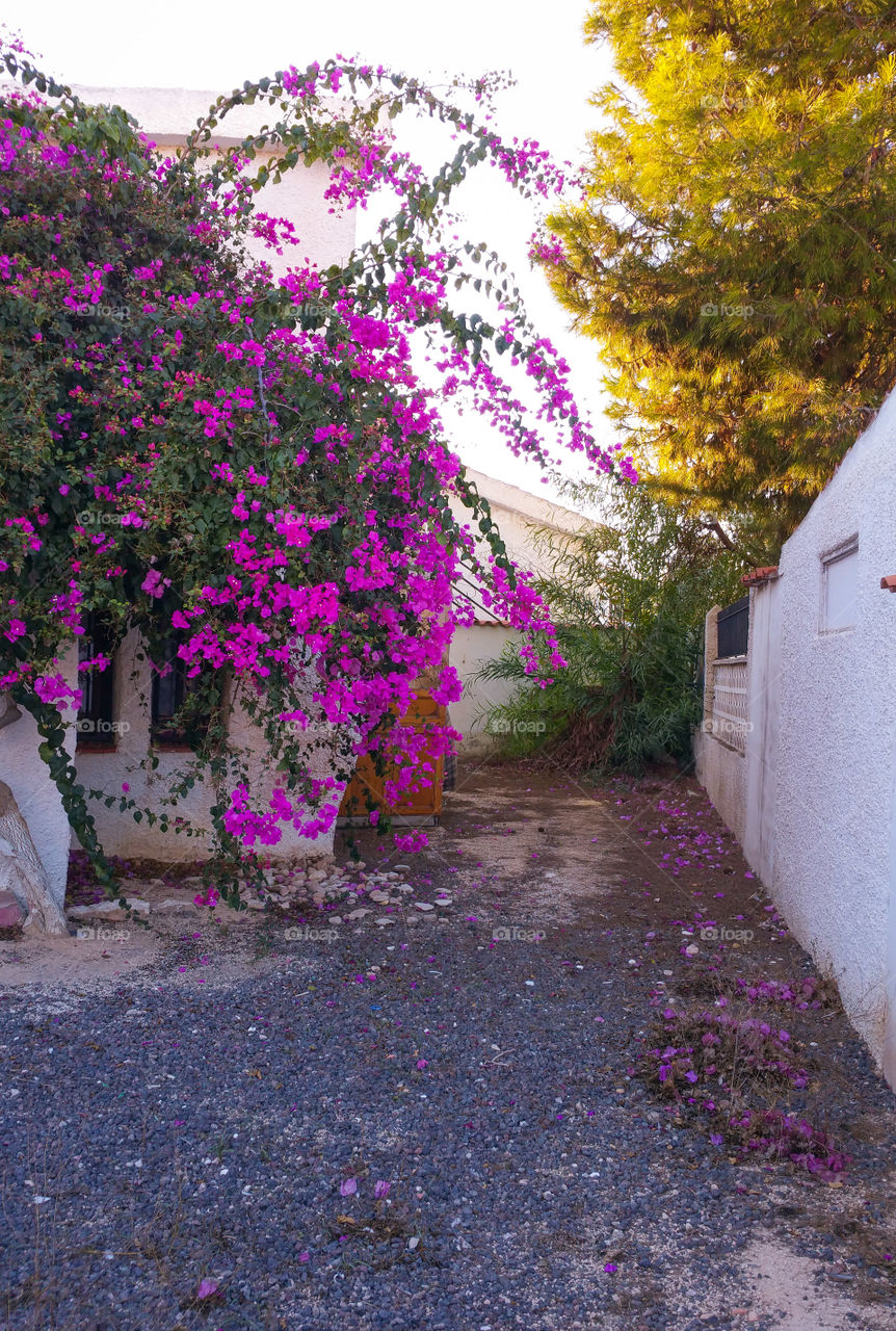 A subtropical yard with bougainvillea