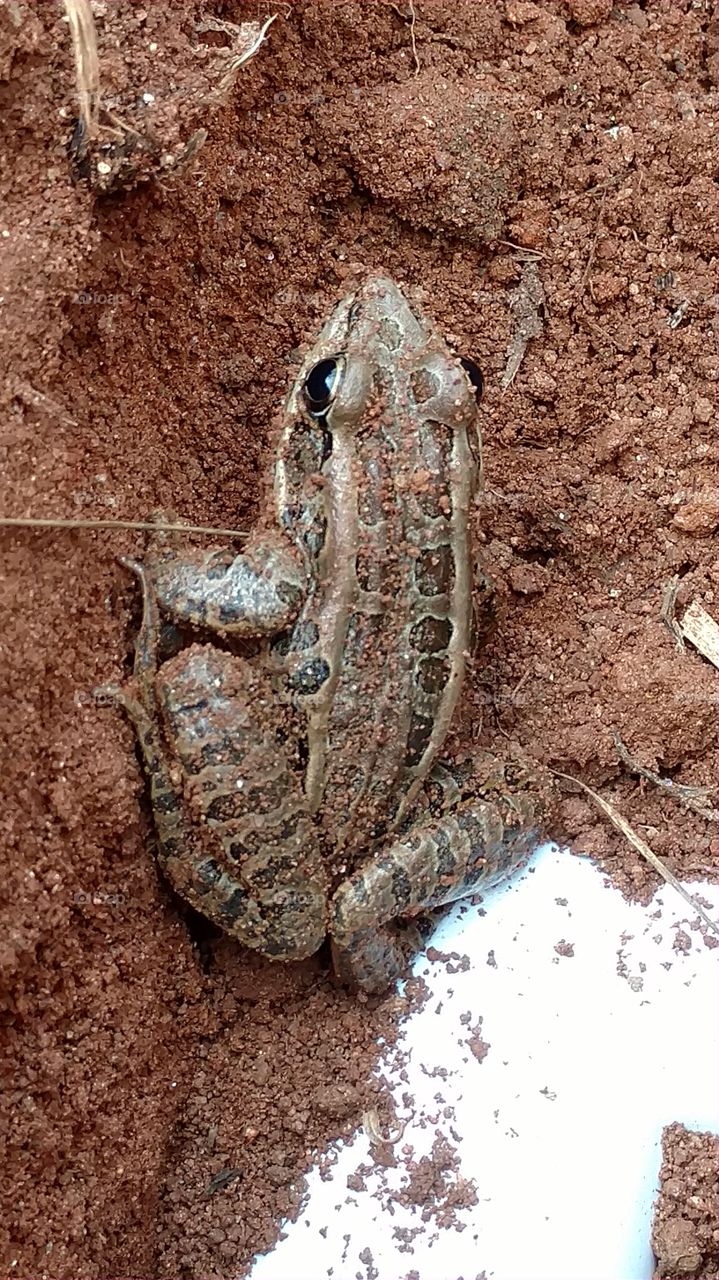 Nature, No Person, Frog, Closeup, Animal