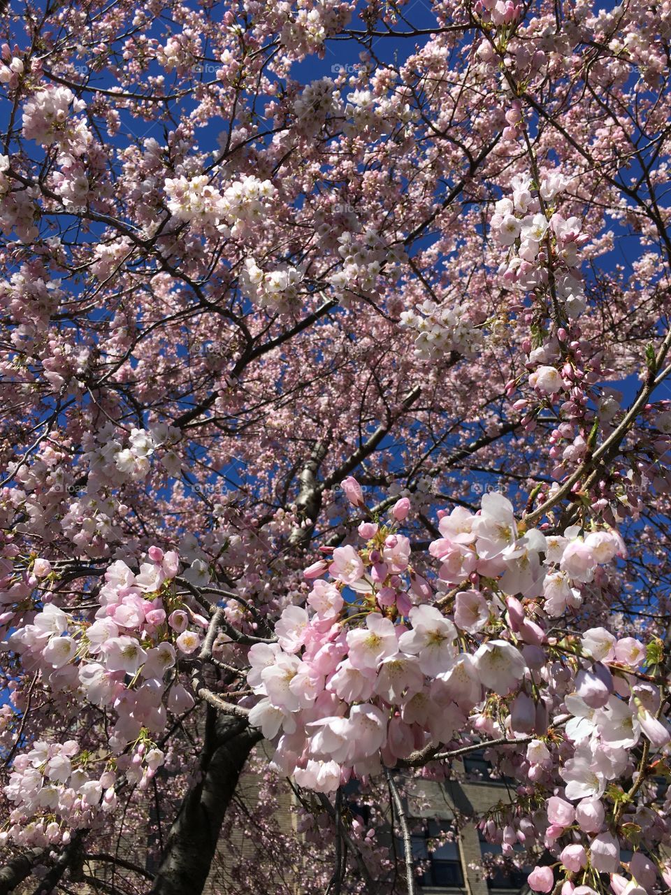 Pink blossoms in Connecticut