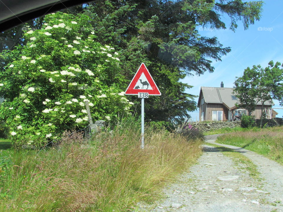 Camel road sign in Norway. Road sign warning for camels and pyramids on Åmøy, Norway
