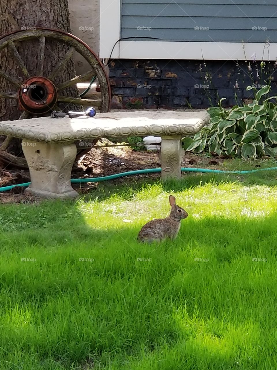 rabbit in yard
