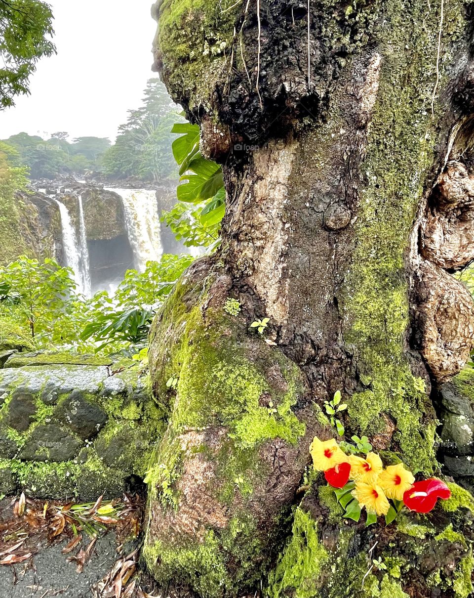 Tropical flowers at Rainbow Falls, Hawaii