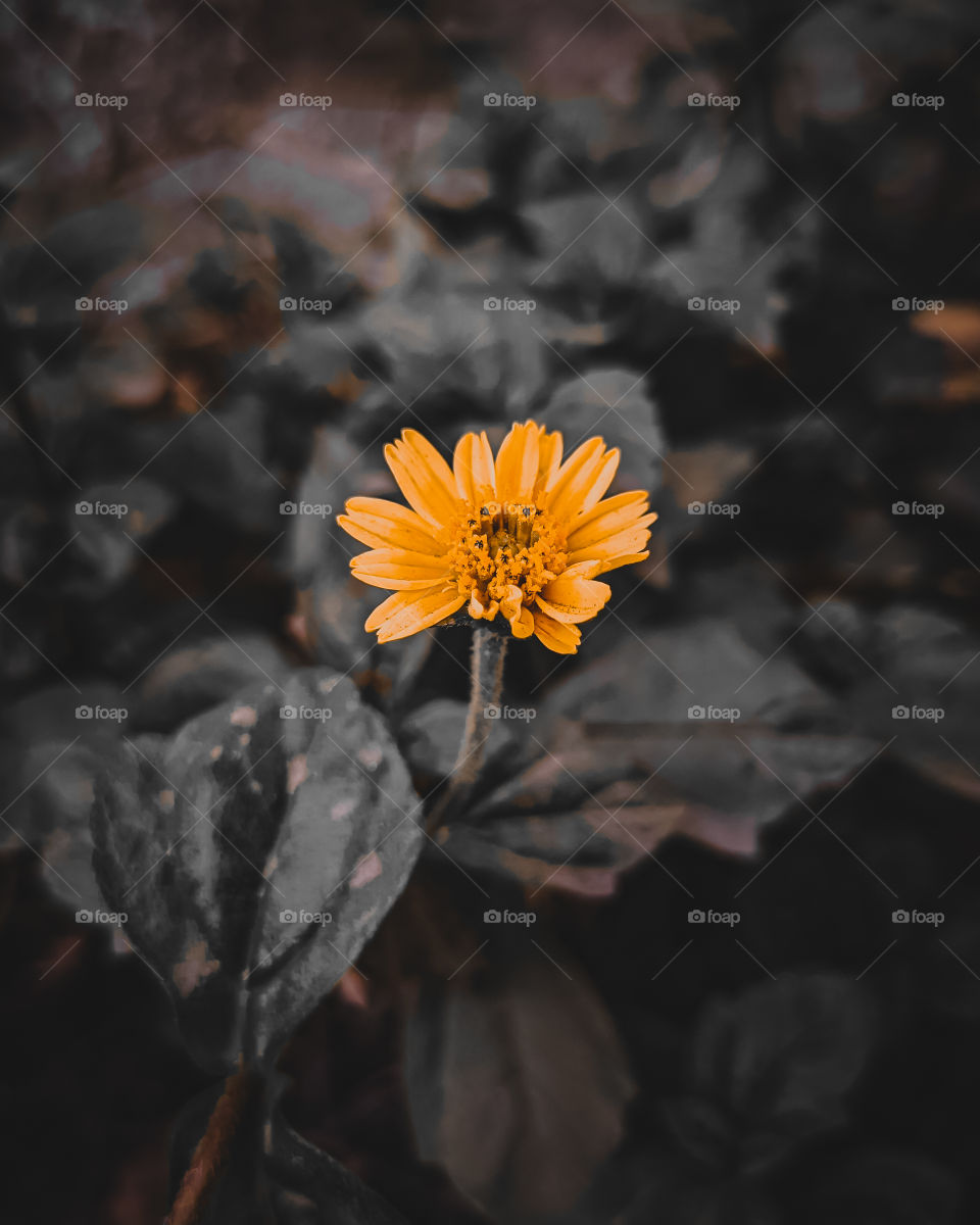 Soothing Orange- It's an highlighted flower edit, I edited this with a technique of color pop. Original image has been captured on Realme 6i. Editing application- Adobe Lightroom.
Image info-
f/1.8   ISO136   1/120sec.
Location-
Mumbai, Maharashtra.