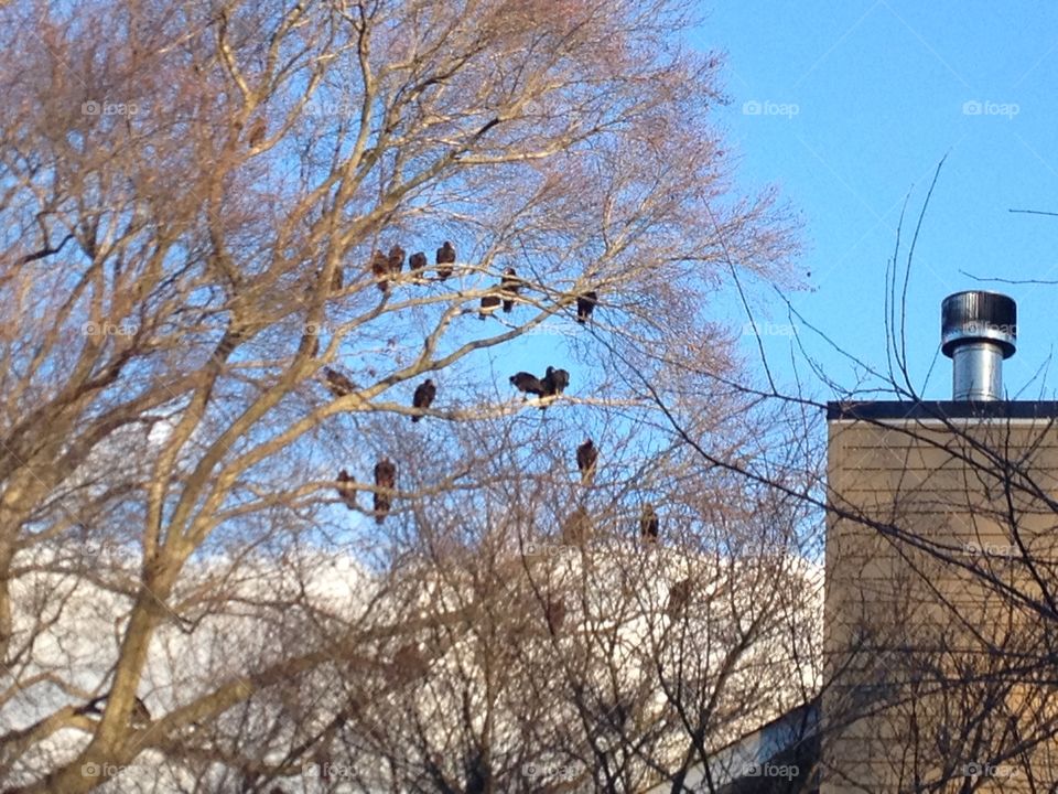 Turkey vultures in a tree