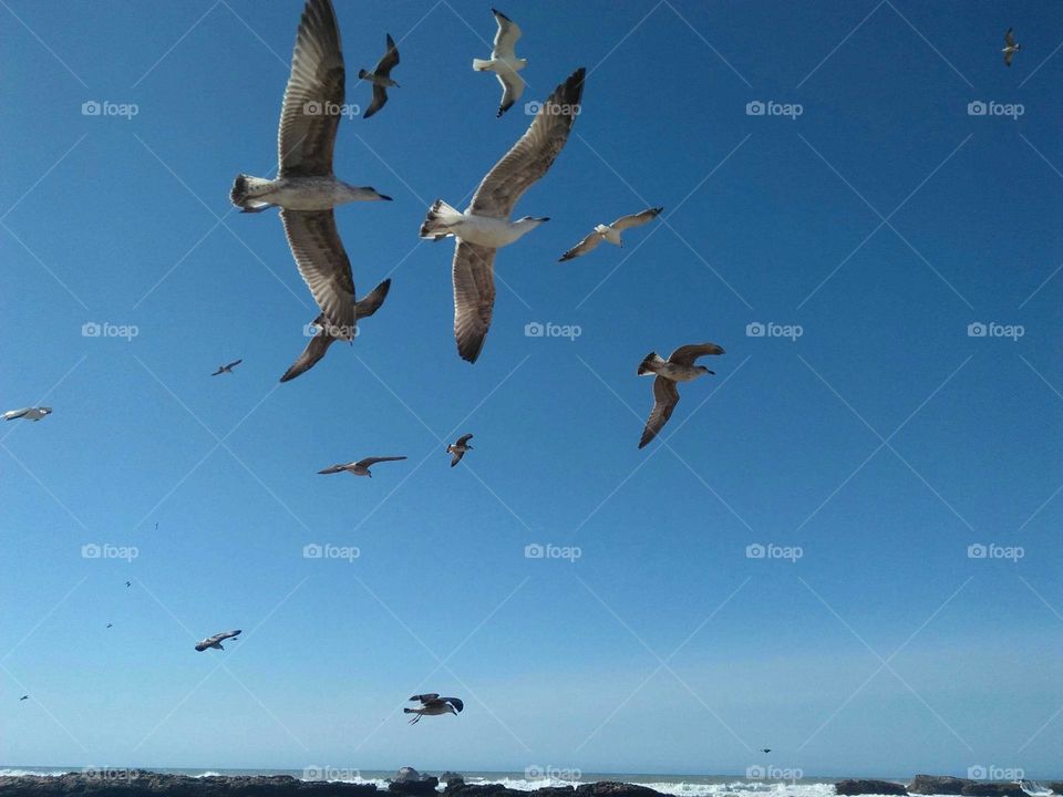 Flock of seagulls flying cross the sky.