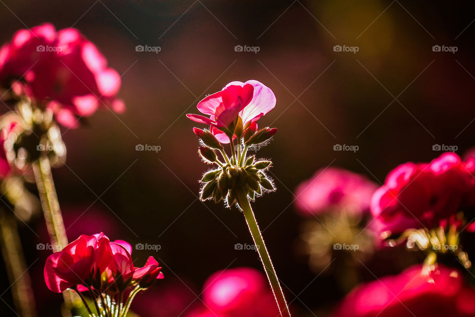 red flowers. red flowers in light