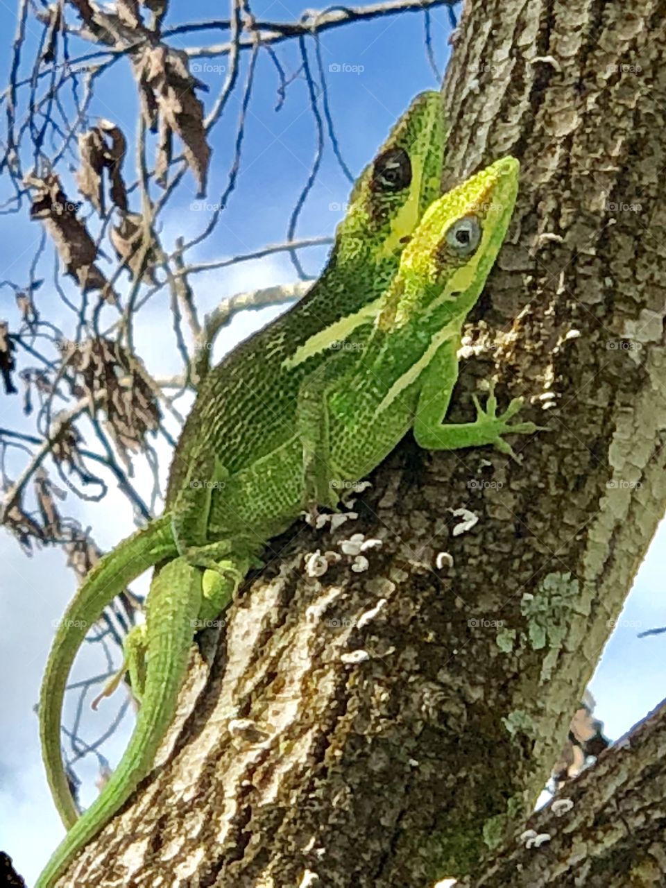 Knight anoles