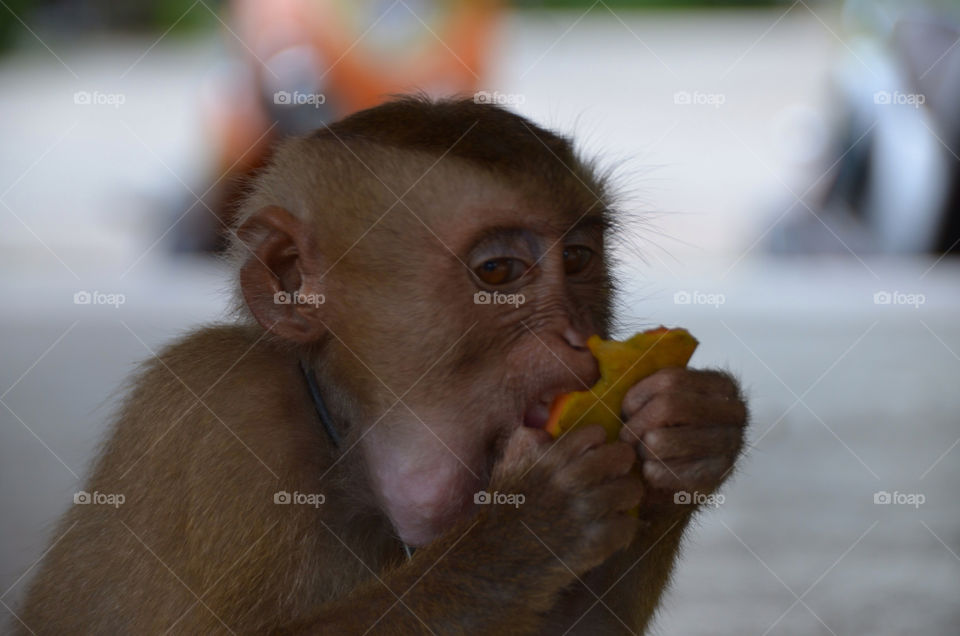 look. eating papaya monkey by lanocheloca
