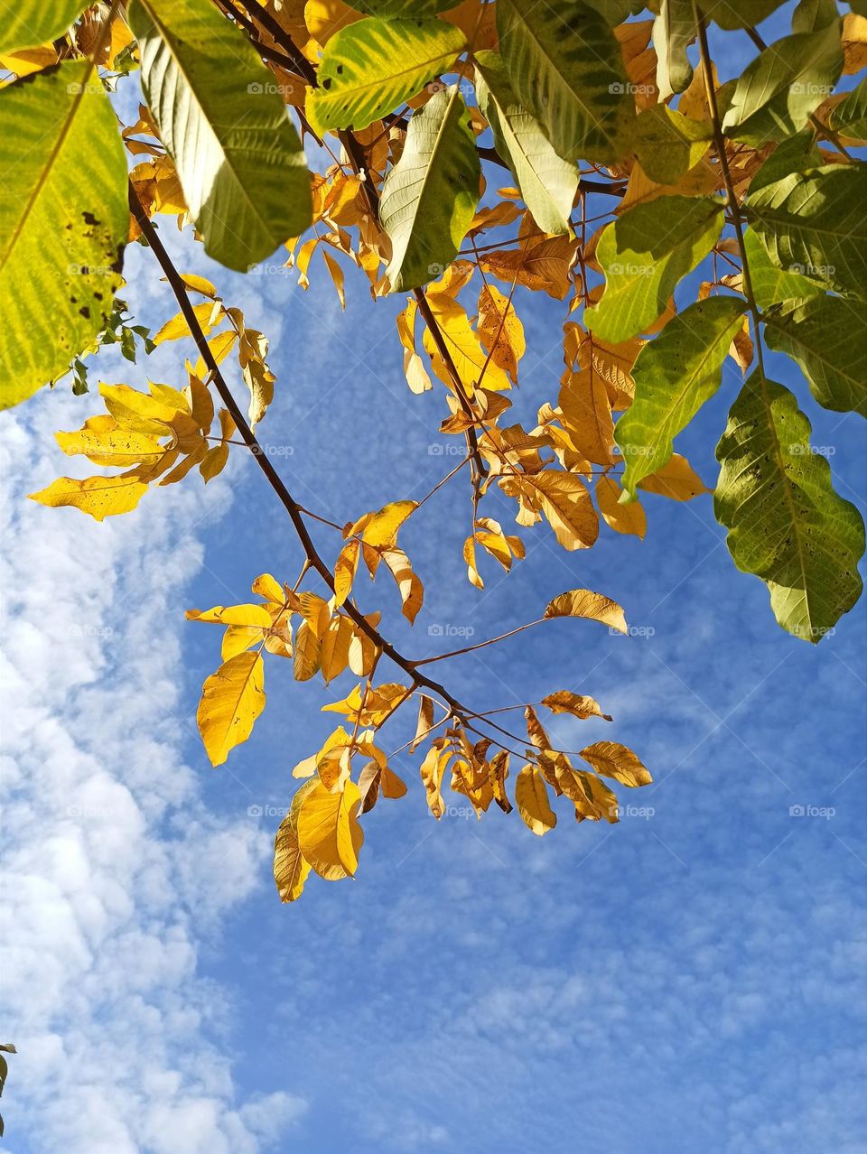 Fall Wins! (Bonus Exclusive Mission)