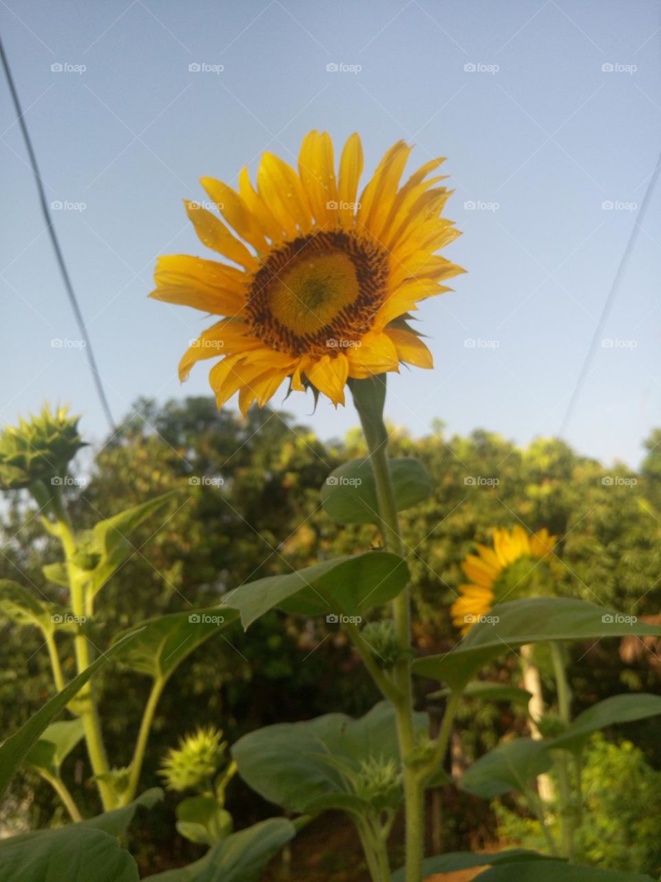 Sunflower