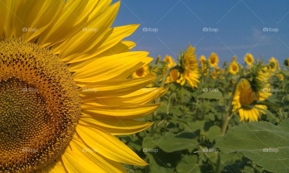 Beautiful sunflower