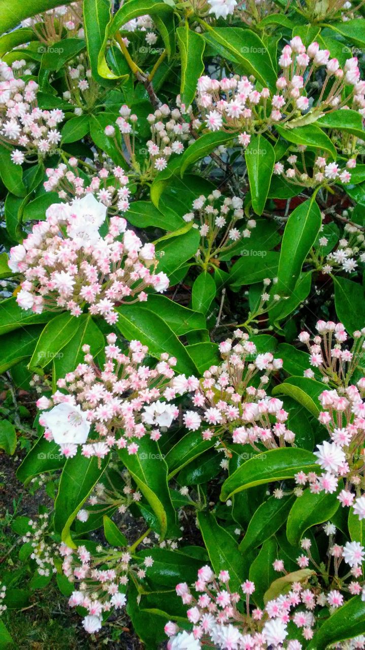 Flower, Leaf, Flora, Garden, Nature