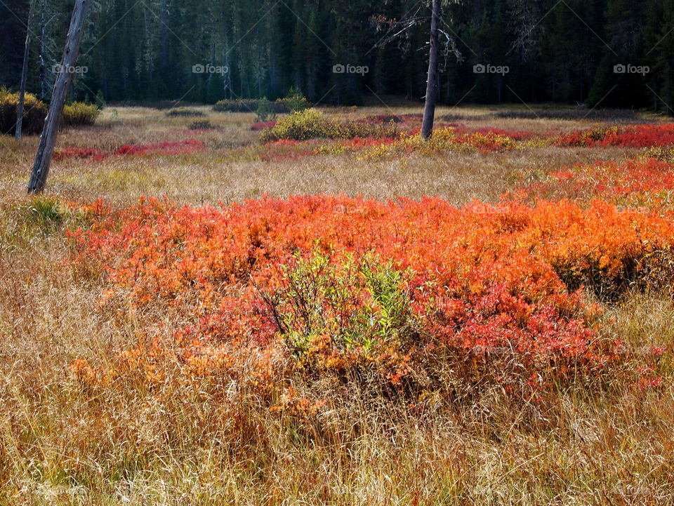 Bright red, orange, yellow, and green bushes in a forest meadow showing off vibrant fall colors. 