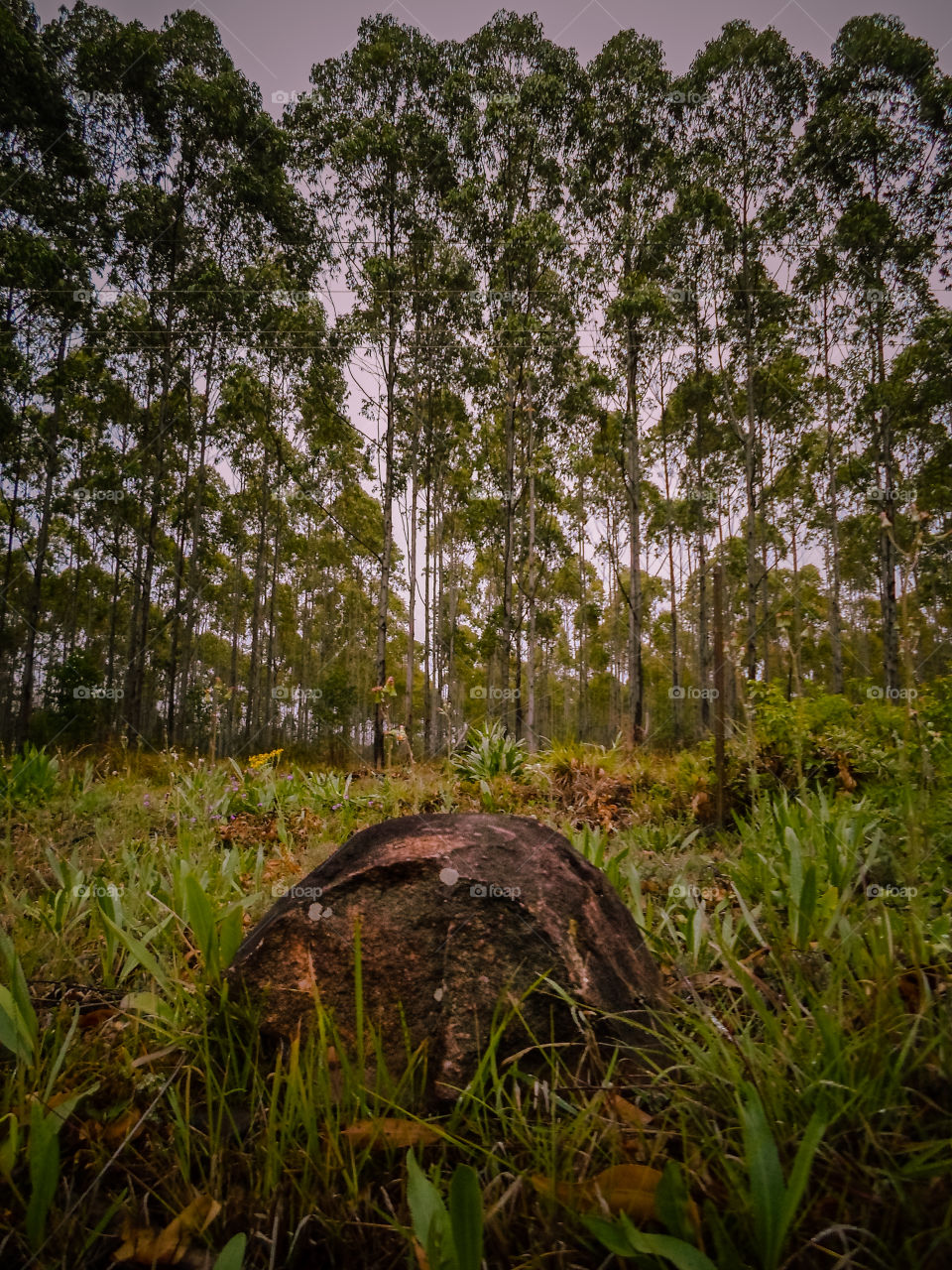 early morning sunrise in pine woods