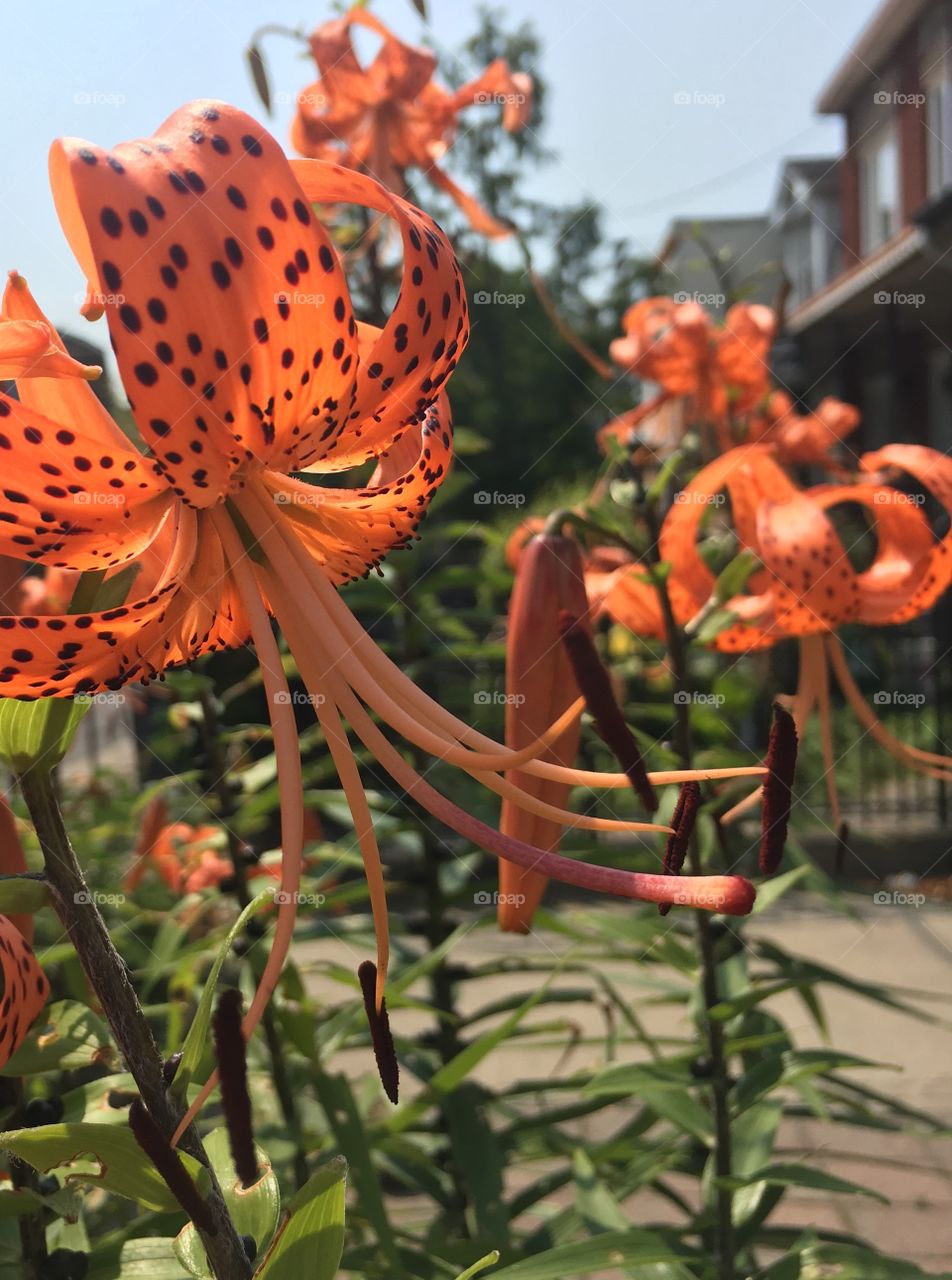 Tiger Lily Garden