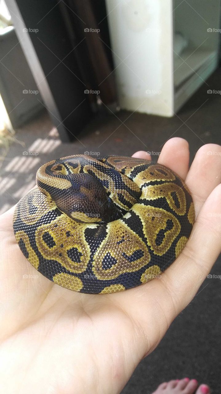 baby ball python