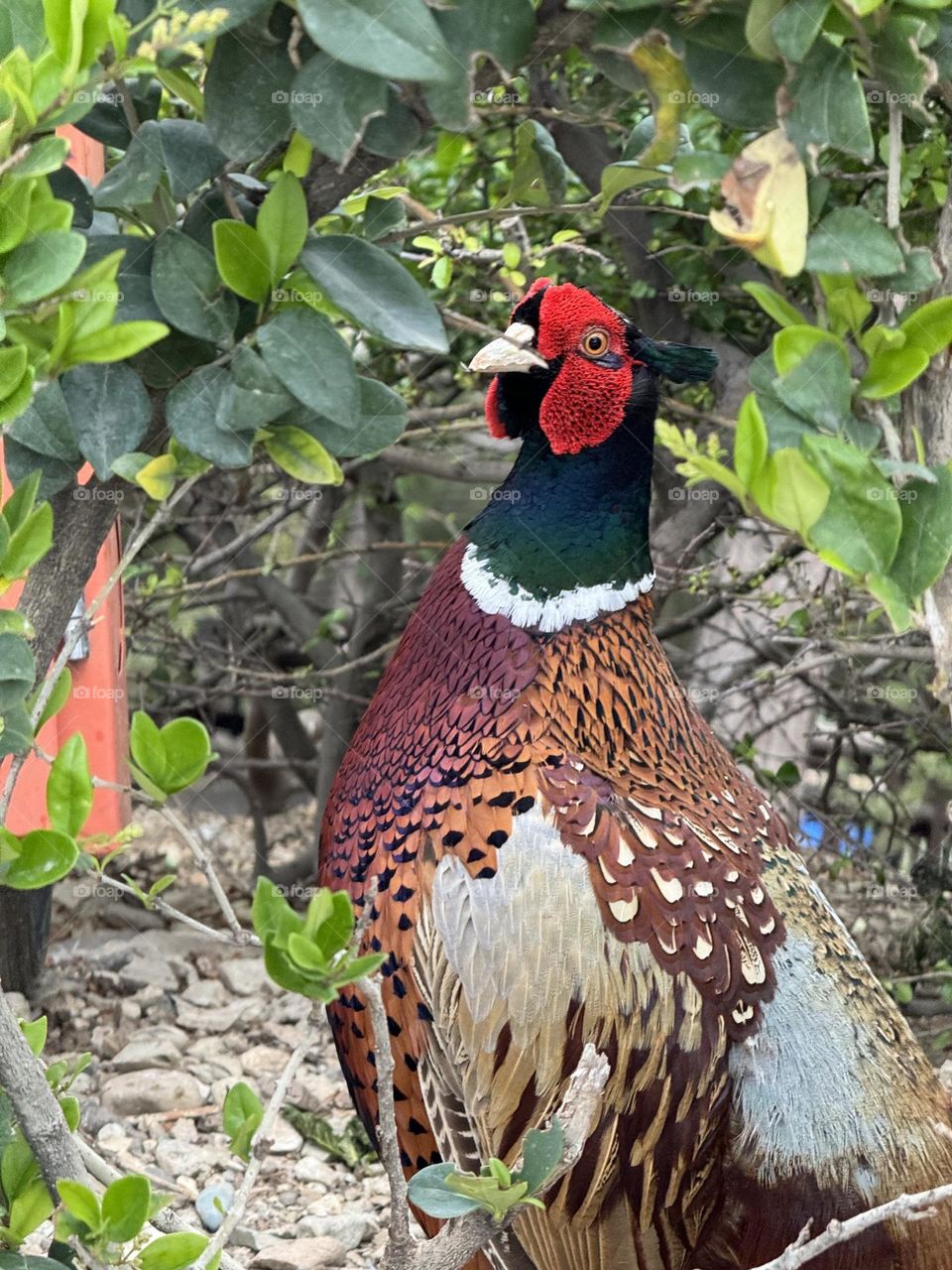 A picture of a very beautiful bird with extremely beautiful and bright colors