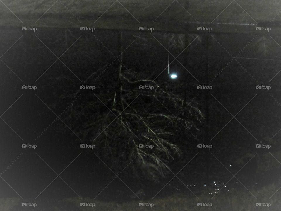 reflection of a winter tree