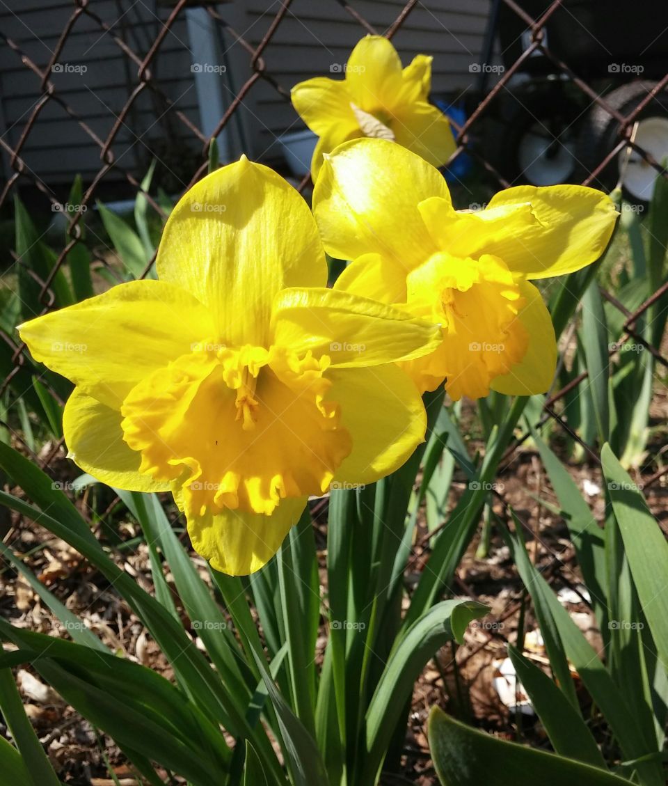 Spring Daffodils. Backyard Photos