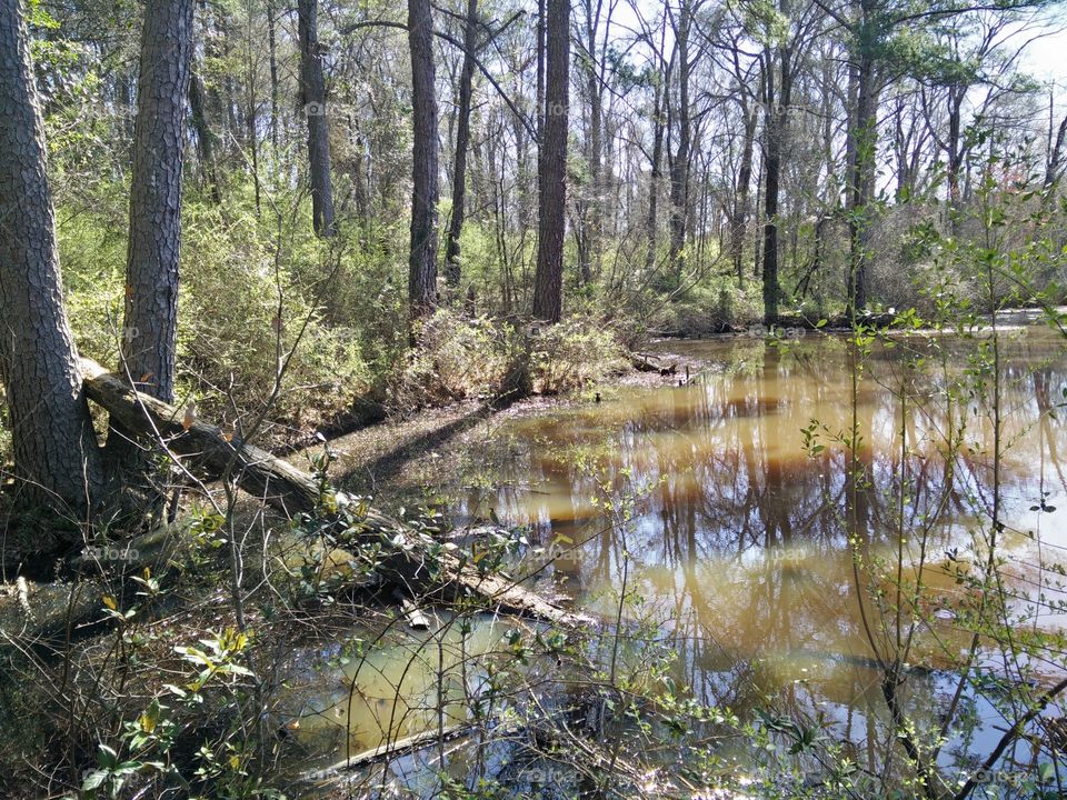 Swamp Bog