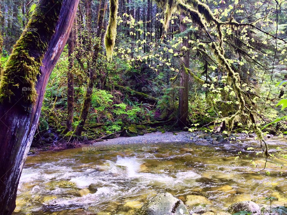 Stumbled upon this tranquil little spot while hiking with my son through the trails of UBC's Research Forest. 