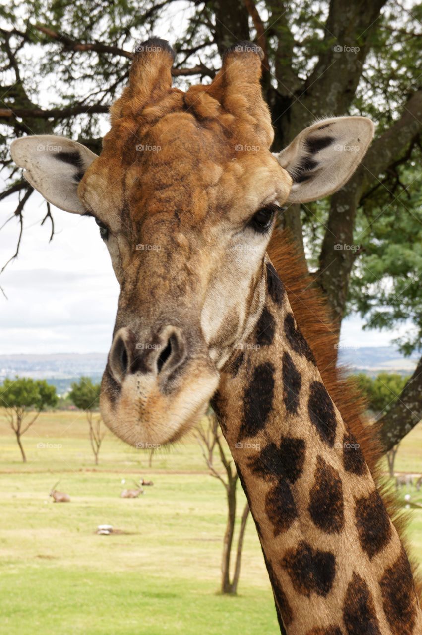 Giraffe close up