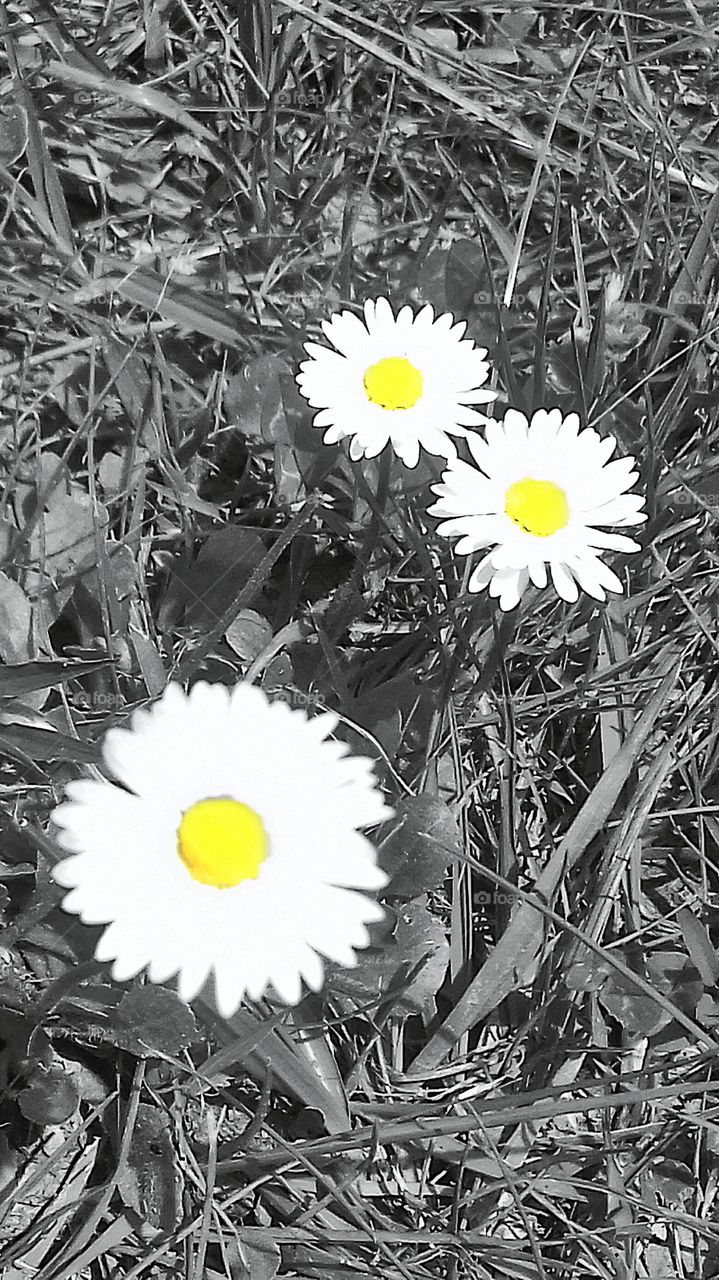 Daisy in Black and White