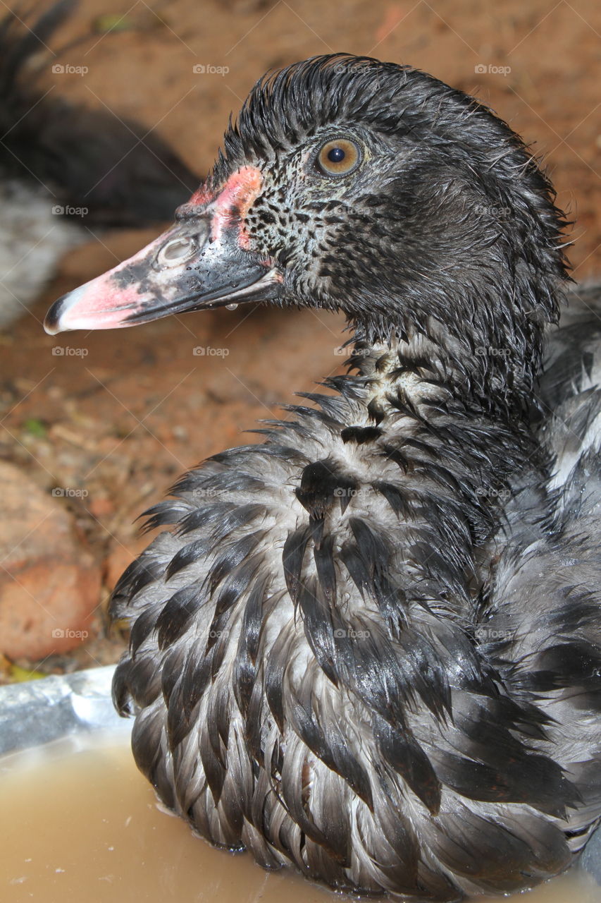 Close-up of wet duck