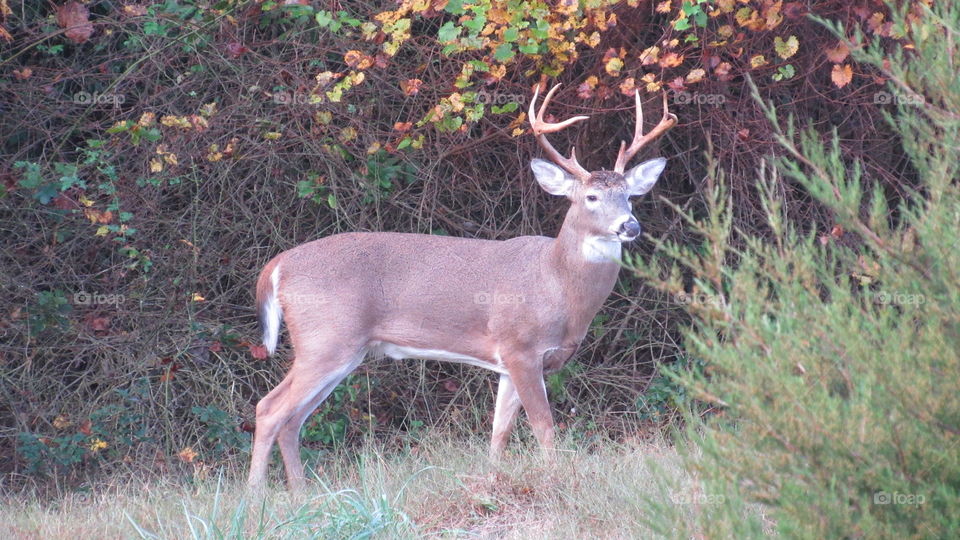 Deer, Mammal, Antler, Buck, Wildlife