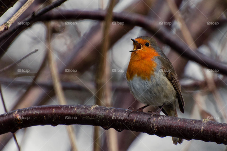Bluetit on a branch bird watching cute fluffy sunny day robin