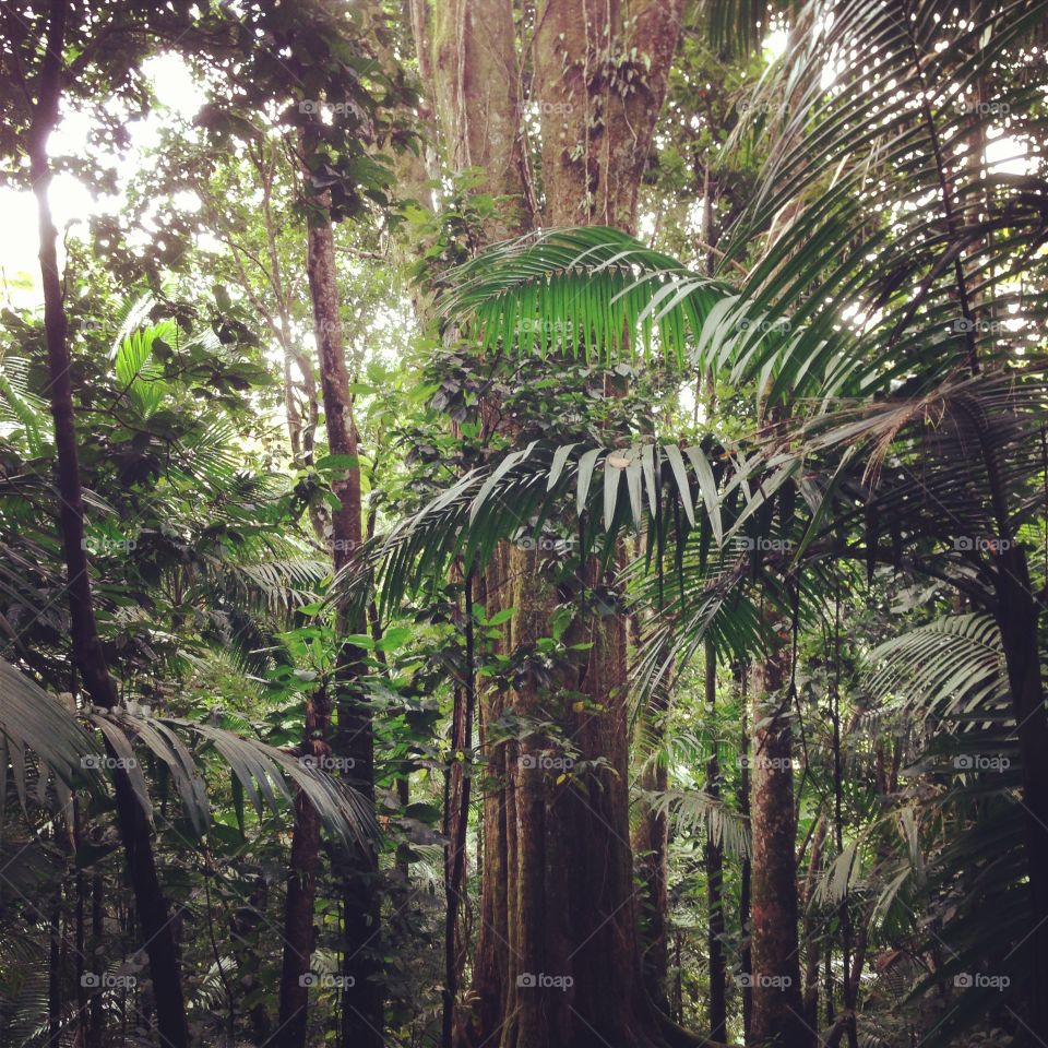 Rainforest trees