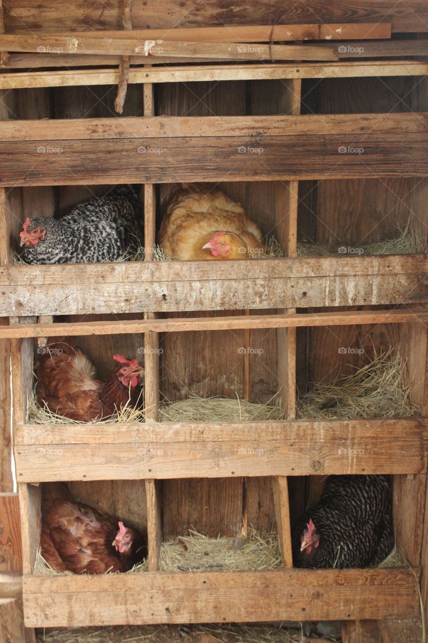 Chicken coup