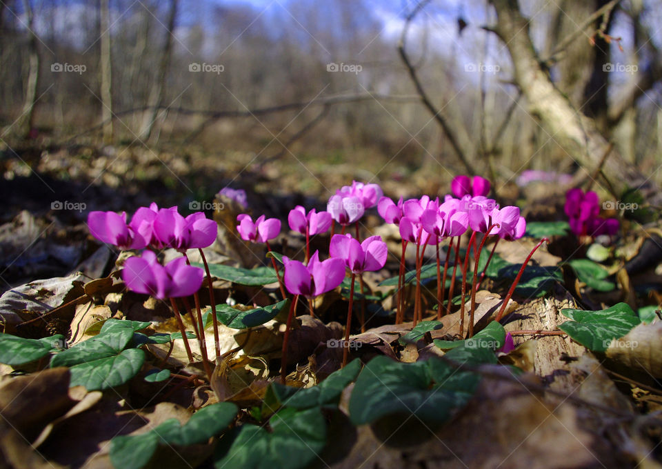Close-up of cyclamen flower