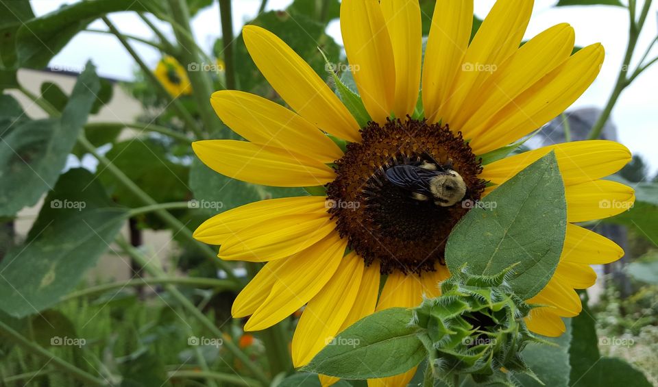 bumble bee on flower