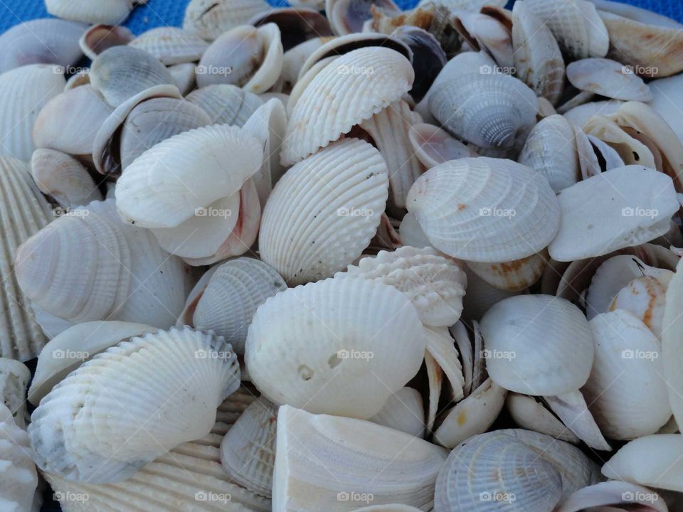 Sea Shell