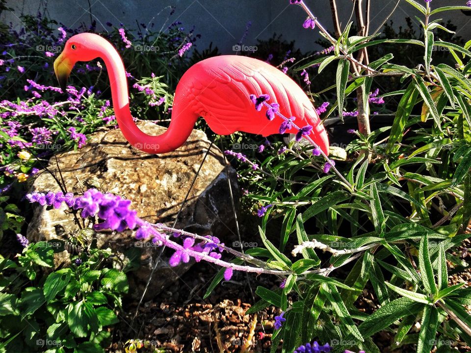 Pink plastic lawn flamingo